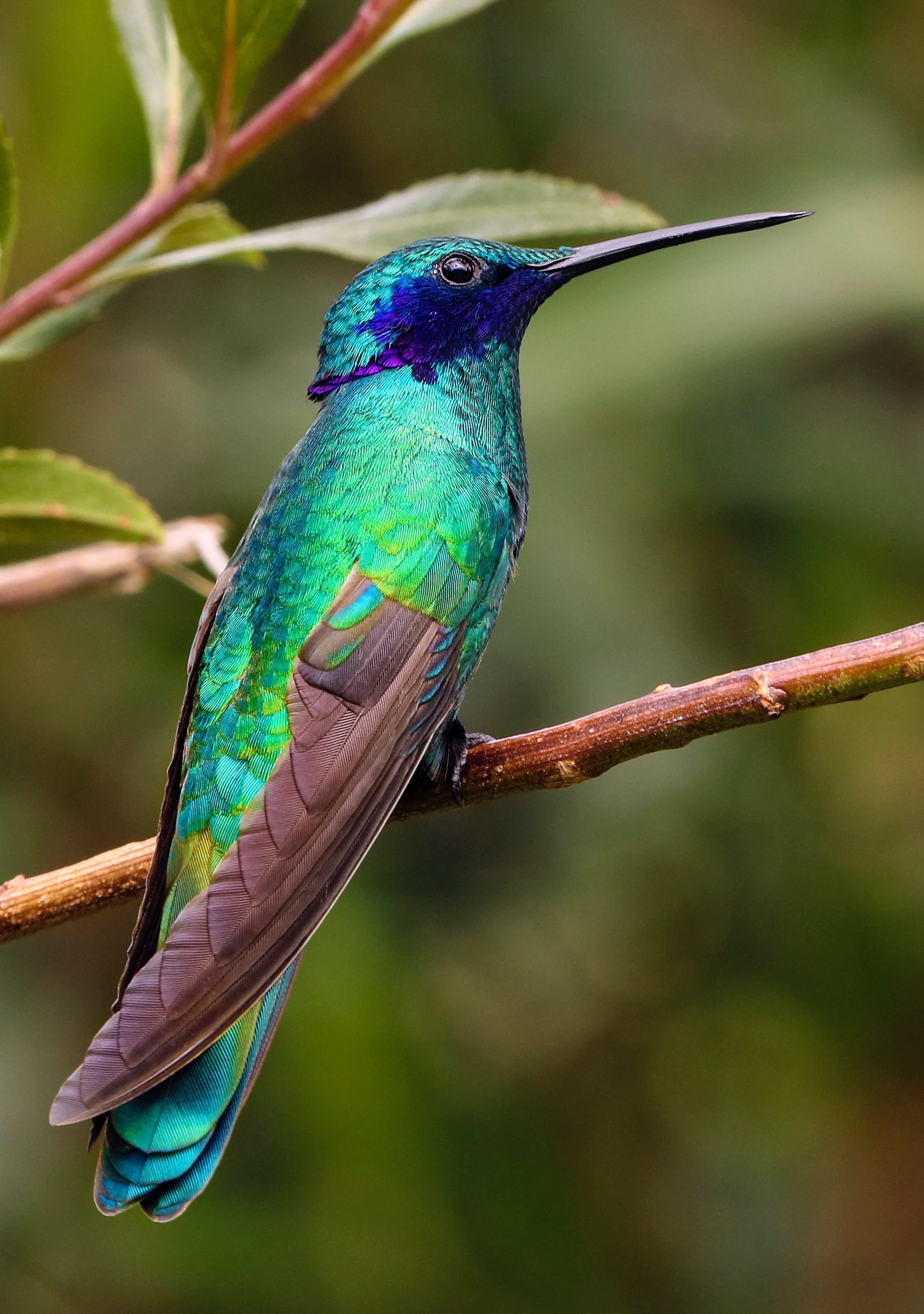 Glaenzender Vogel